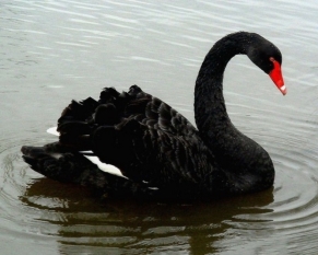 swan20
